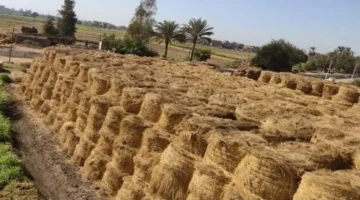 تحديث أسعار الأرز الشعير الخميس 18 ديسمبر 2025 بجميع المحافظات